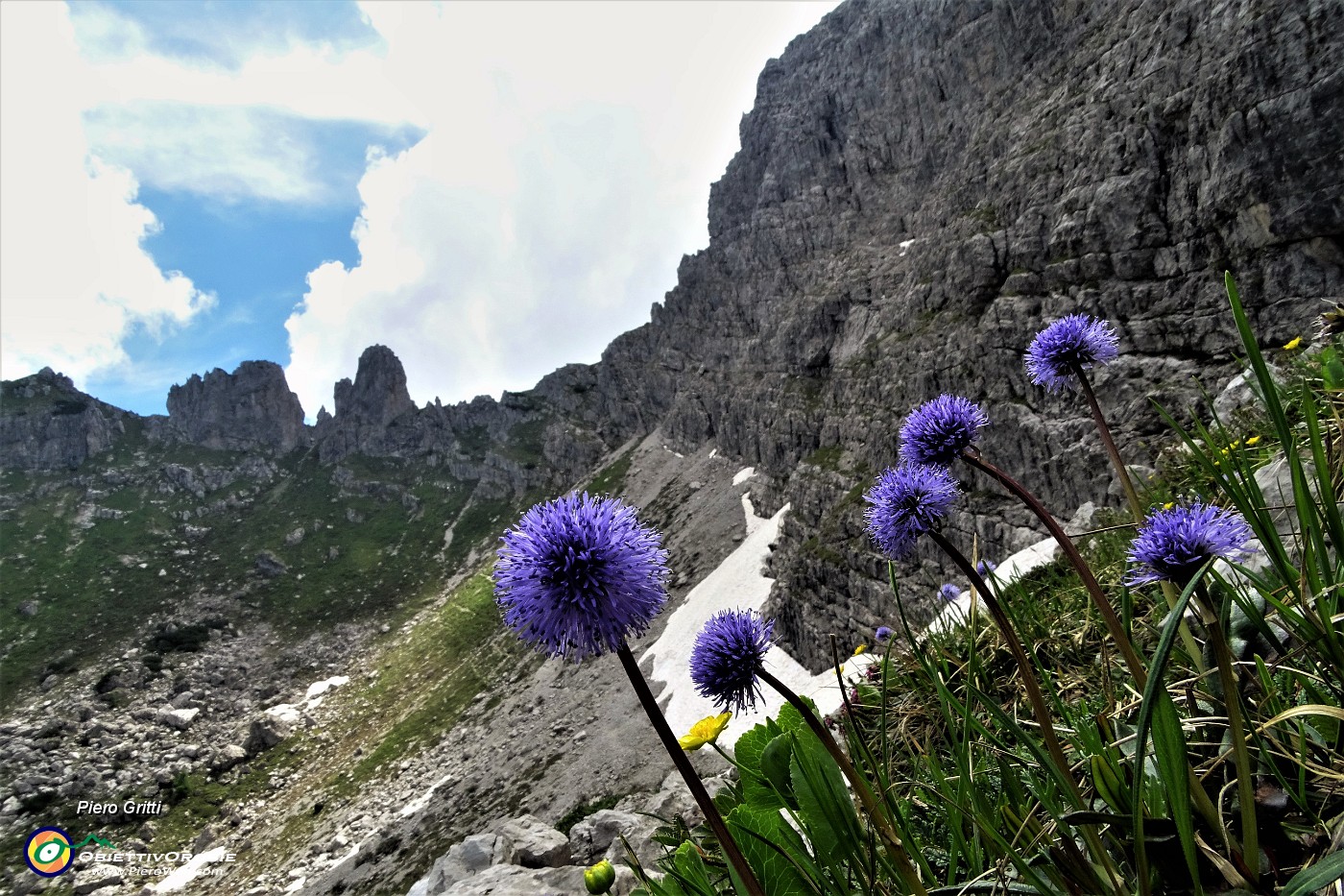 41 Vedovelle celesti (Globularia cordifolia).JPG